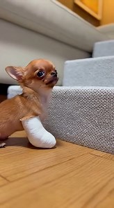 Pip walked over to his little stairs to get on the couch, just like he does every day. But he forgot about the cast. Watching him try to lift that heavy leg and tripping backwards... he looked so confused. That moment he rests his chin on the bottom step is him accepting defeat. He knows he can't do it anymore. | Animal Chaos