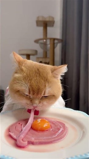 become a pig in one bite feed the cat everything lovely plan raw meat raise a cat foodie cat
