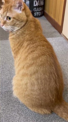 もっちゅりん #にゃんグラム #ねこすたぐらむ