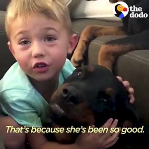 These giant Rottweilers love their little boy so much 😍 | The Dodo