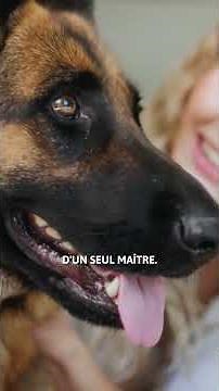 5 interesting facts about the German Shepherd 💖