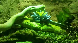 A leg-less lizard?! Yes they exist! And Virginia is home to not one, but two species; the eastern and slender glass lizards. They can easily be confused as snakes because they have no legs. However, you can distinguish them from their reptilian doppelganger by looking for the presence of external ear holes and eyelids - snakes have neither! #WorldLizardDay | Virginia Living Museum | Facebook