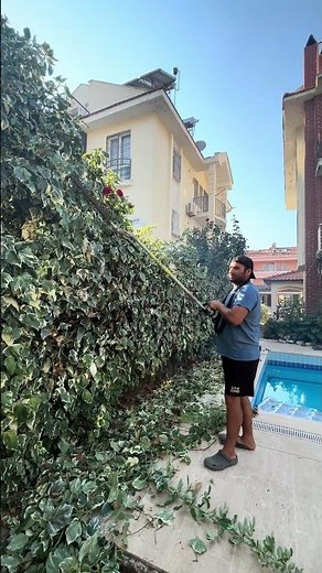 Professional Ivy Pruning | Garden Maintenance #garden #landscape #fyp #lawncare #fypシ