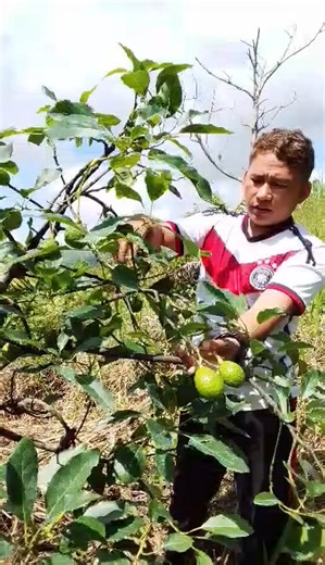 CALIFORNIA HASS AVOCADO. | Rey Cabingatan