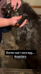 In preparation for an upcoming western pheasant hunt, the coat needed to be trimmed. • • • #nopickers #getoutside #goadventure #pheasant #pheasanthunting #sharptailedgrouse #sagebrush #westernhunting #uplandhunting | Superior North Adventures