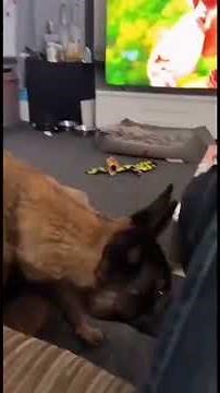 Pure Happiness Unlocked! 🐶❤️ Dogs & Humans Share the Sweetest Moments 🥹 | Cute Dog Shorts