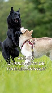 ✨ @animeo.io – Le bien-être animal, enfin simplifié ! ✨ On vous présente Animeo, une application révolutionnaire créée par @romanehalleroff et Constance, deux passionnées d’animaux, pour faciliter l’accès aux soins et au bien-être de nos compagnons à quatre pattes. Prise de rendez-vous, carnet de suivi digital, rappels personnalisés, conseils d’experts… Animeo, c’est l’outil qu’on attendait tous pour mieux vivre avec nos animaux, sans stress et avec bienveillance. Aujourd’hui, le projet est en c