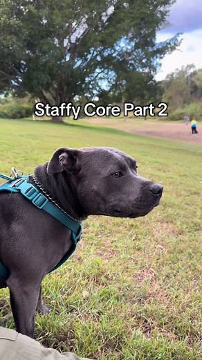 Exploring Staffy Core: Staffordshire Bull Terrier Traits