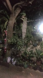 65K views · 444 shares | Master Chef.mp4 From China Parody just for fun!!! Ingredients are really exotic  PS: this is just a parody bawal magalit 殺殺殺 For more videos please subscribe my YouTube channel  https://www.youtube.com/channel/UCZntBkzAO42Of6WylXWz5mw https://www.youtube.com/channel/UCZntBkzAO42Of6WylXWz5mw | DORA De Zamboanga | Facebook