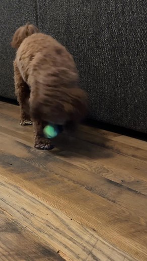 Single ingredient, high value and extra crunchy. Dogs go crazy for Cod Skins. | Polkadog