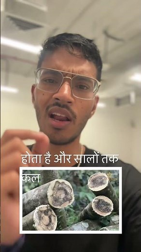 This Wood Costs More Than Gold 😳 | ₹1 Crore Per Kg Agarwood