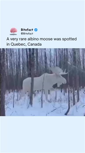 Bitofact | Educational Facts and Videos on Instagram: "A rare albino moose was recently spotted in Quebec, Canada — an extraordinary sight caused by a genetic condition that prevents the animal from producing normal pigmentation. Unlike typical moose, albino moose appear white or very pale due to a lack of melanin, making them extremely rare in the wild. This unique appearance also makes survival more difficult, as their coloring offers less camouflage from predators and hunters. Sightings like 