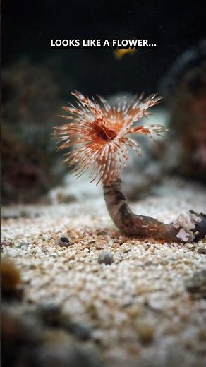 These Ocean Flowers are NOT plants!