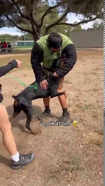 Training my Doberman to handle controlled bite drills