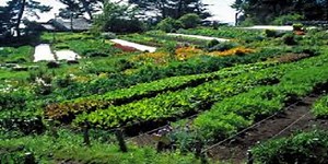 Permaculture - Components, Benefits and Limitations | UPSC