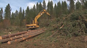 Conservation groups sue to stop salvage logging in N. Idaho