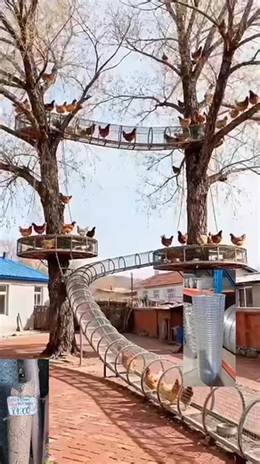 Chicken during the days they can play in the fence and trees and at night they entered into closet | Clive Sibanda