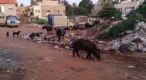 Ward No: 47, 2nd Cross, Lokappan hakkal Vidyanagar Hubli. Landmark: Near Hanumant Temple Here is what the resident says: "Since 1-2 months People from the nearby apartments and houses come and throw all the home waste here.. when they are asked not to throw and put in the garbage vans they still come here and throw the garbage waste here... day by day the waste and the bad smells is increasing... my sis in law family has given complaints to the corporation still no action taken. They even compla