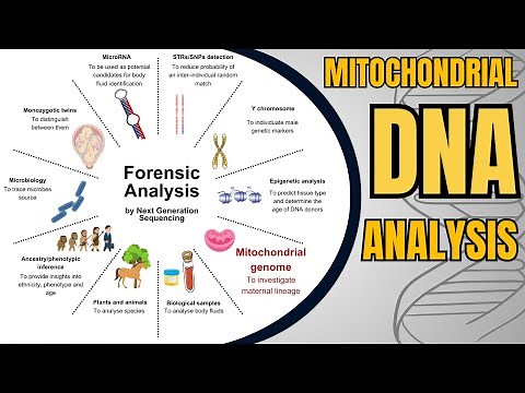 Mitochondrial DNA Analysis: Unlocking Genetic Secrets | Maternal DNA & Forensic Testing