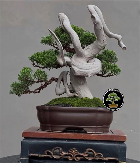 Juniperus Chinensis Cemara Tanuki Bonsai Tree Code H08. Tropical Tree. |ficus |tiger Brack |nebari |maple |japanese Tree - Etsy