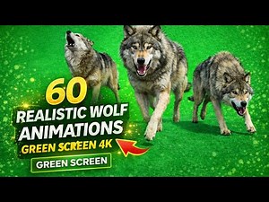 60 Realistic Wolf Animations | Green Screen 4K | Howling, Running & Hunting