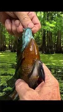 He's a fighter! Huge bluegill from the swamp #fishing #bluegill #action