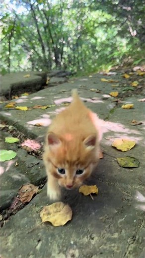 🐱💖 Tiny Kitten Runs to Me the Moment It Sees Me! 😻✨ #shorts #animals