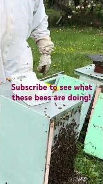 Swarm Prevention Move: Removing Queen Cells | Backyard Beekeeping