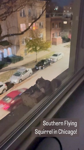 Dustin Weidner on Instagram: "Southern Flying Squirrel on my 3rd floor walk up in a busy neighborhood😍 it’s amazing these tiny nocturnal squirrels live in such an urban environment! Follow @chicago.wildlife.photography #birding #queerbirders #urbanwildlifephotography #urbanwildlife#nature #chicago #birdlove #educational @chicago #NBCChicago @cbschicago #abc7chicago"