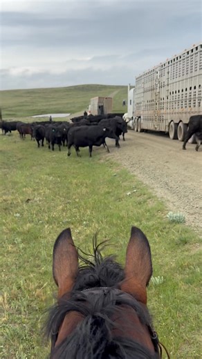 Citti and I ran down to Harding County, SD to help the Price Family Ranch unload couple semis, trail to summer pasture and then pair up cows and calves. It was a cold, windy and rainy but it super smoothly and quickly. If you can’t hear my explanations very well blame it on the wind😬! Citti packed a bag and is going to stay down there for a week to continue to help them get more cattle to summer grass. Her and Susan have a lot of riding ahead of them. Spending part of her summer break down help