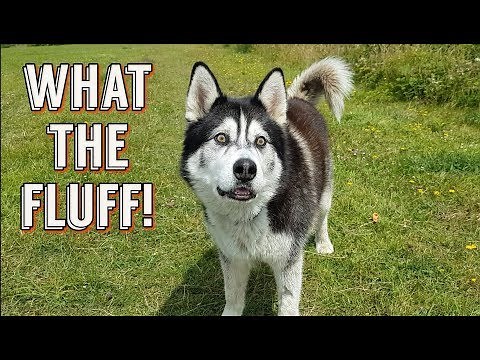Dog SCARES himself by FARTING | HILARIOUS