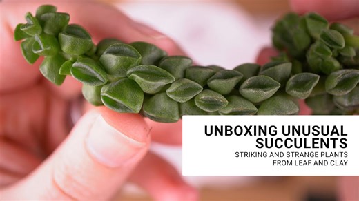 Rare and Fascinating Succulents You’ve Probably Never Seen Before