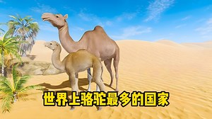 世界上骆驼最多的国家，各国骆驼数量比较