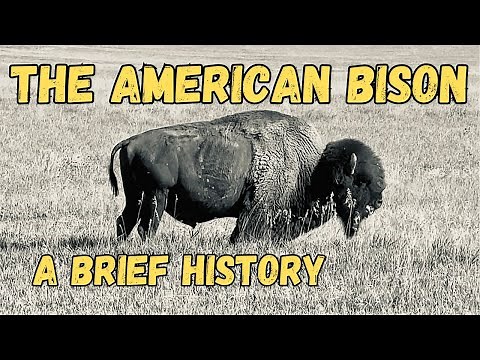 THE AMERICAN BISON | A Brief History.