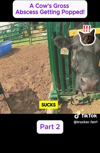 Cow Abscess Drained: See the Gross Pus Removed!