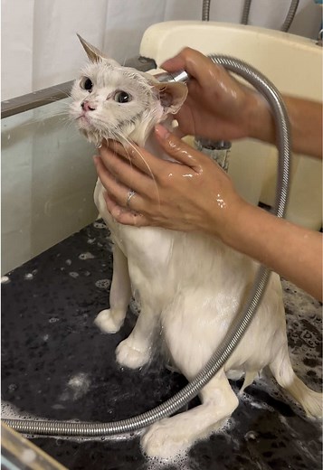 เข้าใจมั้ย?##moggygrooming##ร้านอาบน้ําแมว##รามอินทรา34##แมว