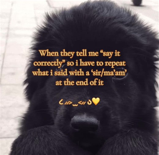 Adorable Puppy Language Moments That Make You Smile