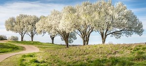 Avoid Planting These Smelly Trees | DoItYourself.com