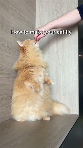 He was a fairy #shorts #cat #funny