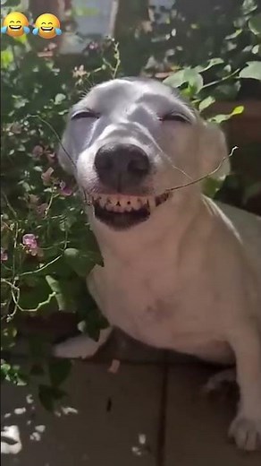 Crazy epic fails 😂😂 😂 #shorts #memes #fails #funnymoments