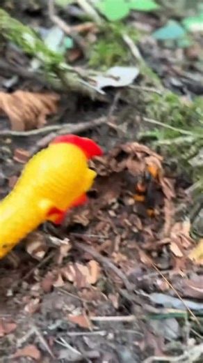 #wildbees #savethebees #wasp #waspshunter #honebee #honeybee #outdoors_447 #insects #beekeeper #honey | Hornet Hunter