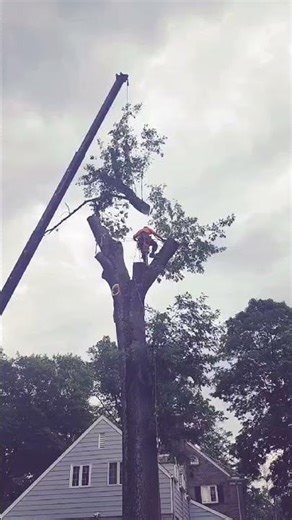 Pusateri Brothers Tree Removal Services