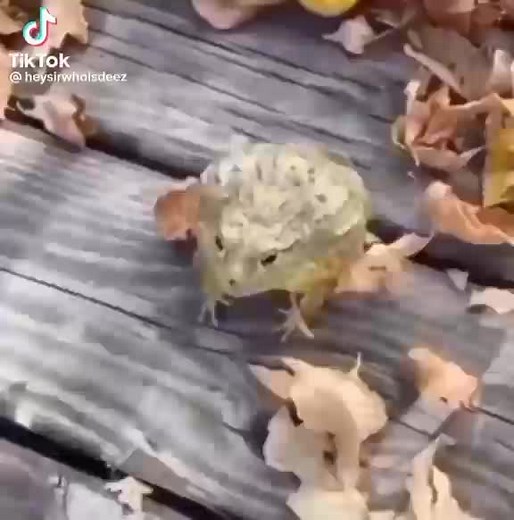 Frog Laughing on TikTok