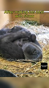 Watch Genki at Kyoto City Zoo gently pat her baby after making a cozy nest—a quiet, sweet moment that shows the tender bond between gorilla mother and child. ❤️ | World Animal Wonders