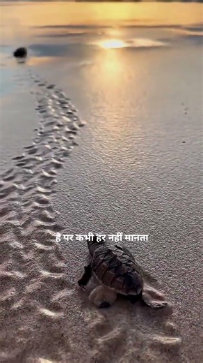 The Secret Power of Turtle 🐢 | Slow But Unstoppable! #facts #turtle