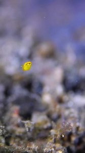 Often overlooked, tiny sea creatures hold immense wonder and beauty in our underwater world. From colorful nudibranchs to curious seahorses, they never cease to amaze us with their fascinating traits and behaviors. 🐚💚 What is your favorite tiny sea creature? Share in the comments below! 📷 @jacobguy.media | PADI