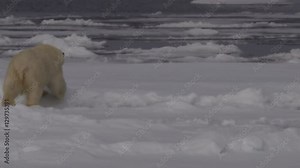Slow Motion - Polar Bear Breaks Through Sea Ice into water