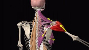 254K views · 1.5K reactions | Force Couple, Scapular Force Couple...