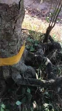 10 lon giao lưu bao sip 1cây khế bao sip toàn quôc(0913085252)