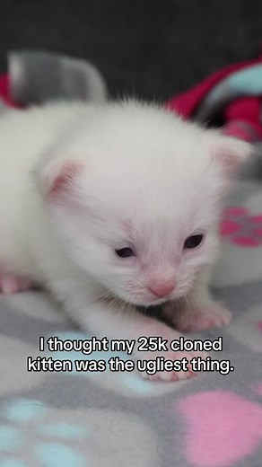 Understanding Kitten Gender: Tips and Tricks